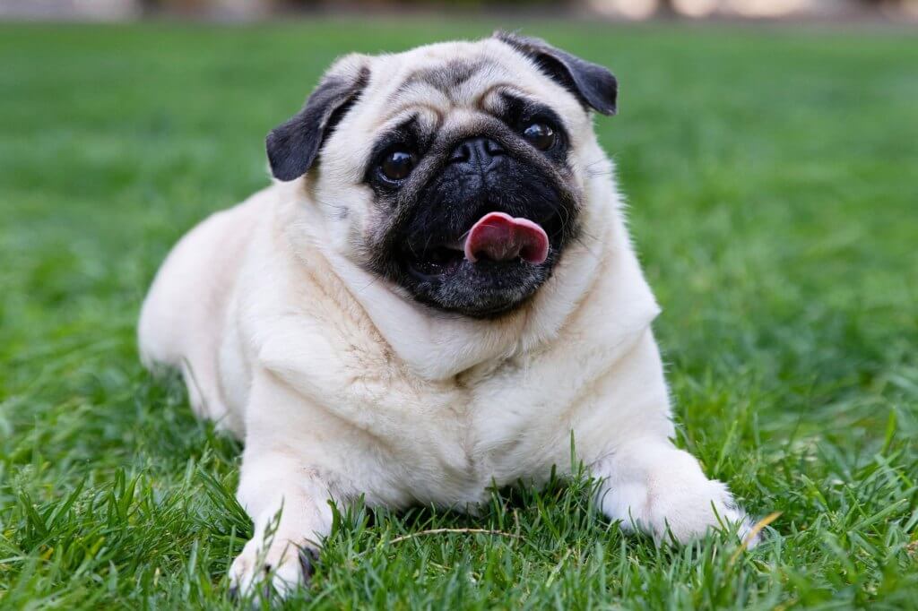 pug dog at the dog friendly apartments the ellis near tucker apts