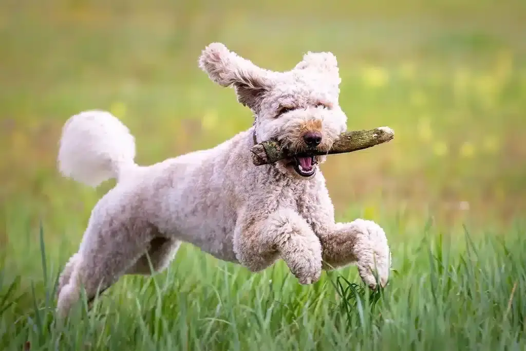 dog stick running grass at the ellis pet friendly apartments