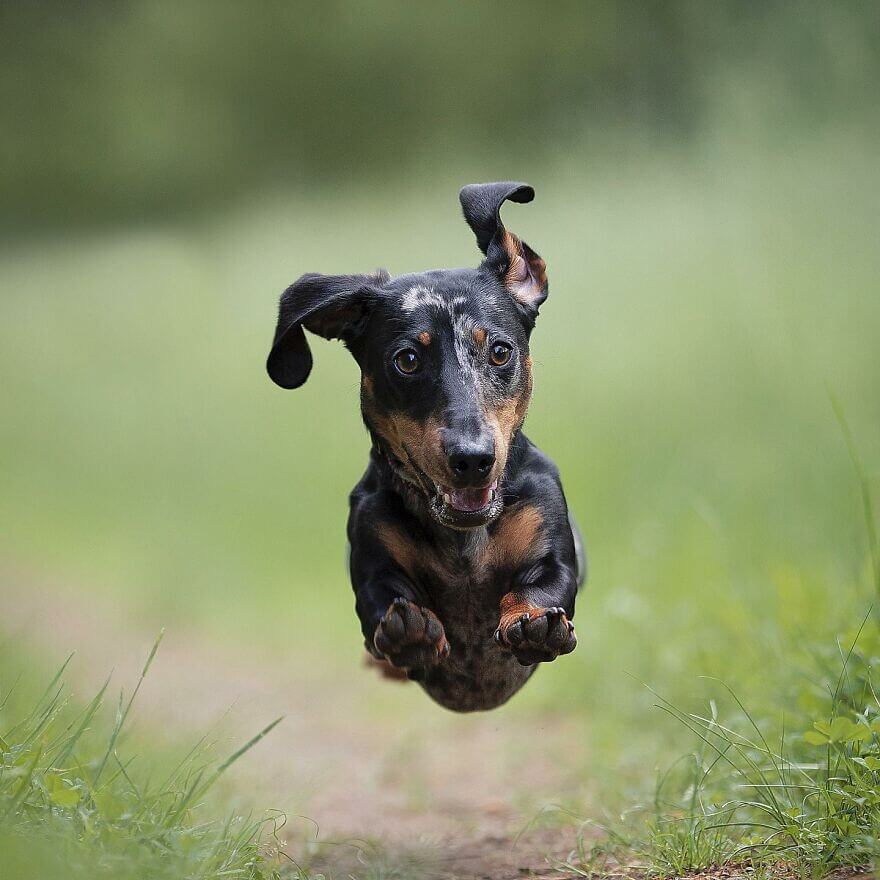 dog running at apartment near stone mountain the ellis - omicaphotography