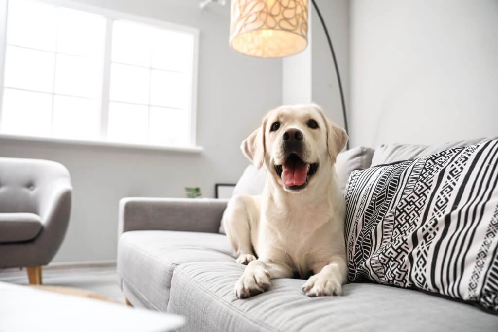 dog on a couch at the ellis reasonably priced apartments in clarkston shutterstock 2097086491