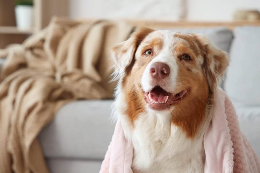 dog with a pink blanket at the budget friendly apartments the ellis