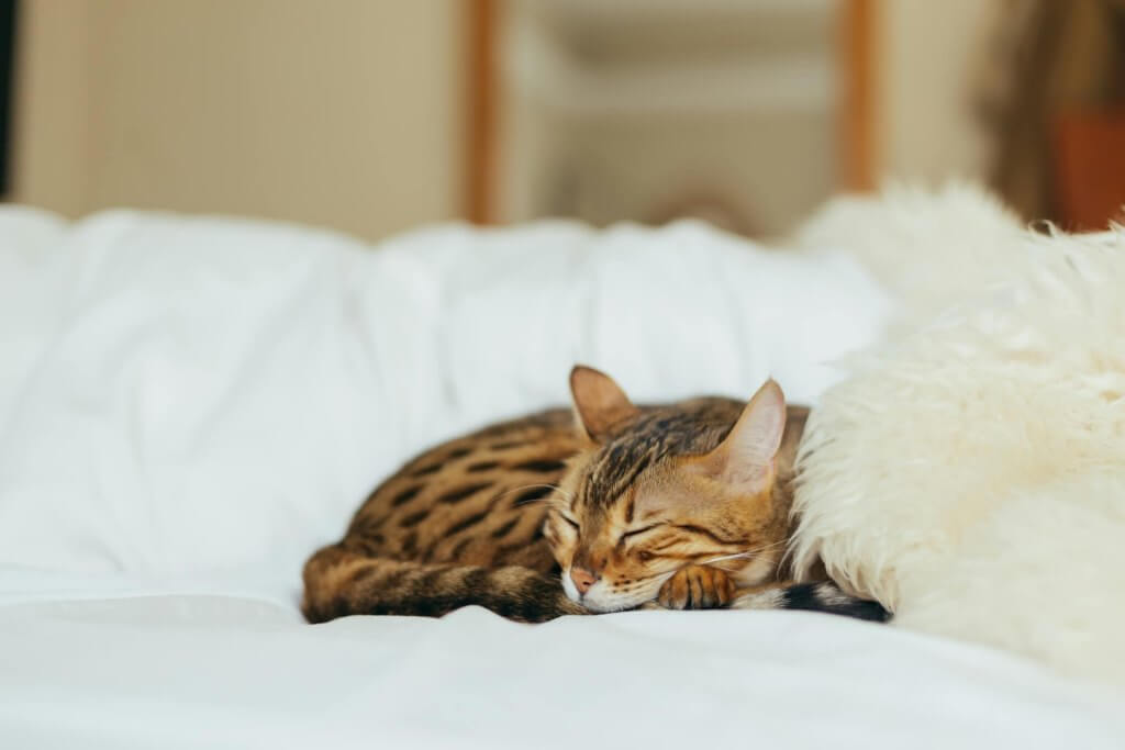 cat sleeping at the ellis 4 bedroom apartments for rent 8